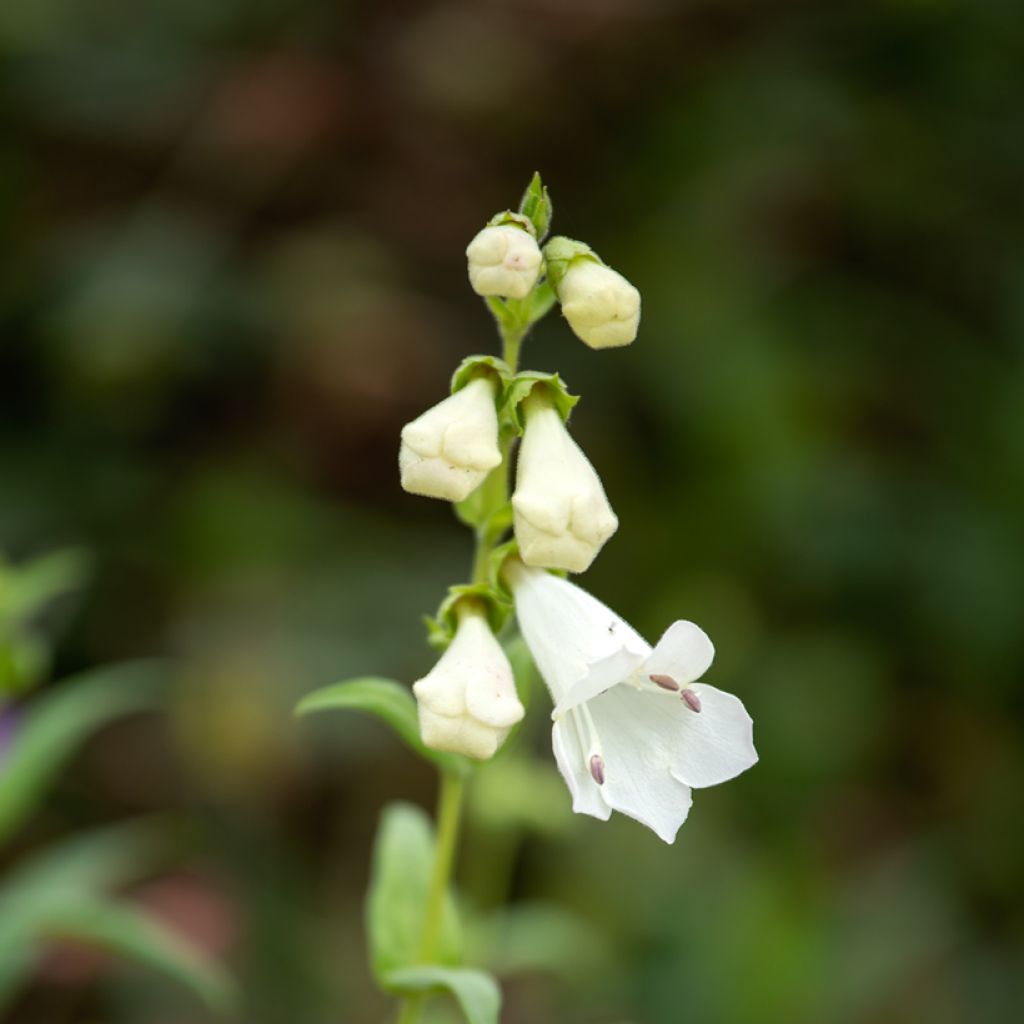 Penstemon White Bedder - Beardtongue