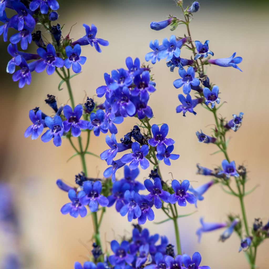 Penstemon mensarum - Beardtongue