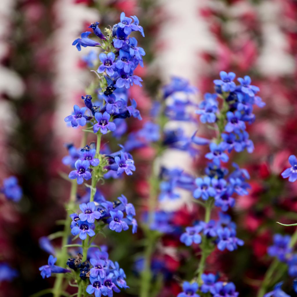 Penstemon mensarum - Beardtongue