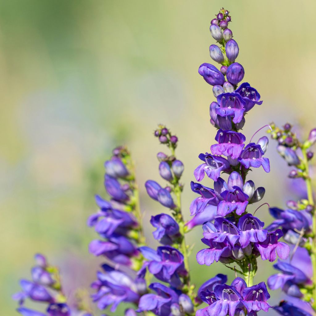 Penstemon strictus - Beardtongue