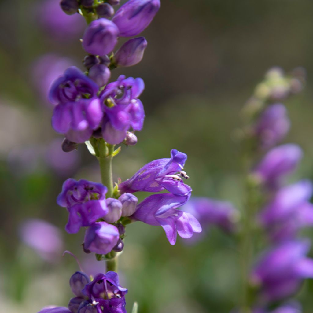 Penstemon strictus - Beardtongue