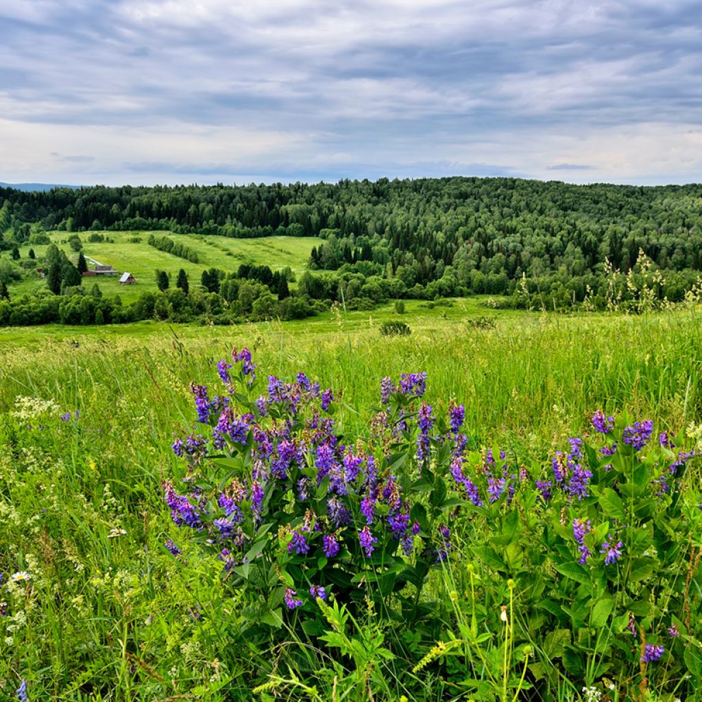 Penstemon strictus - Beardtongue