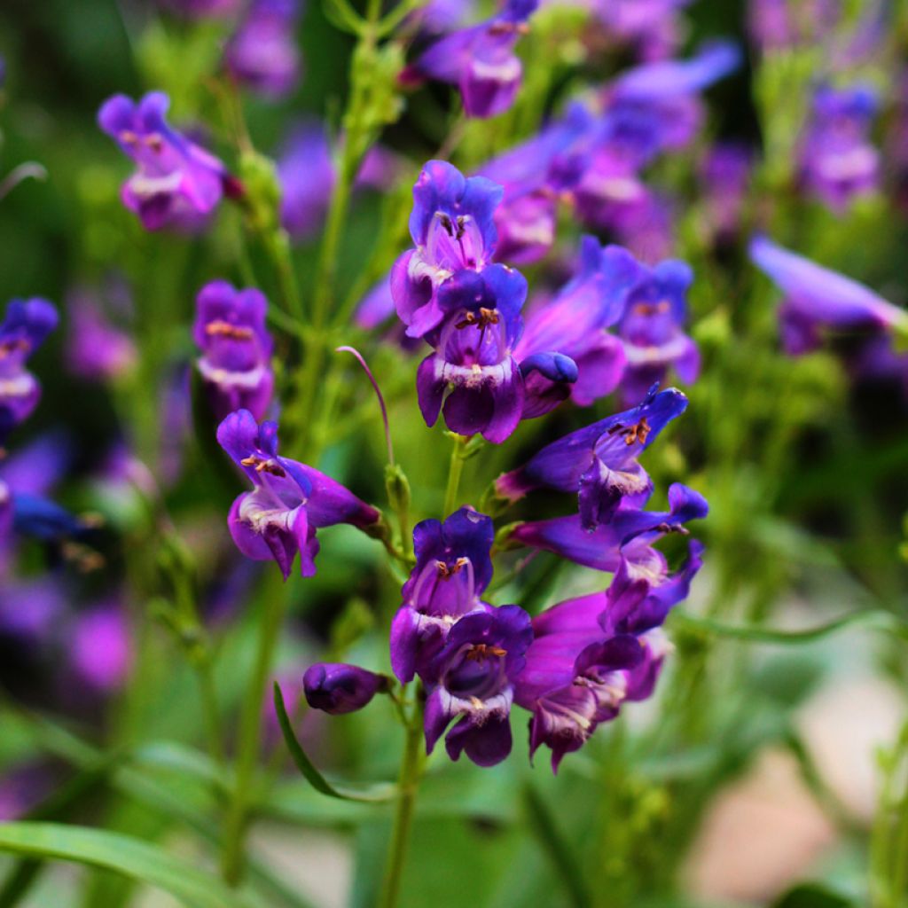 Penstemon strictus - Beardtongue