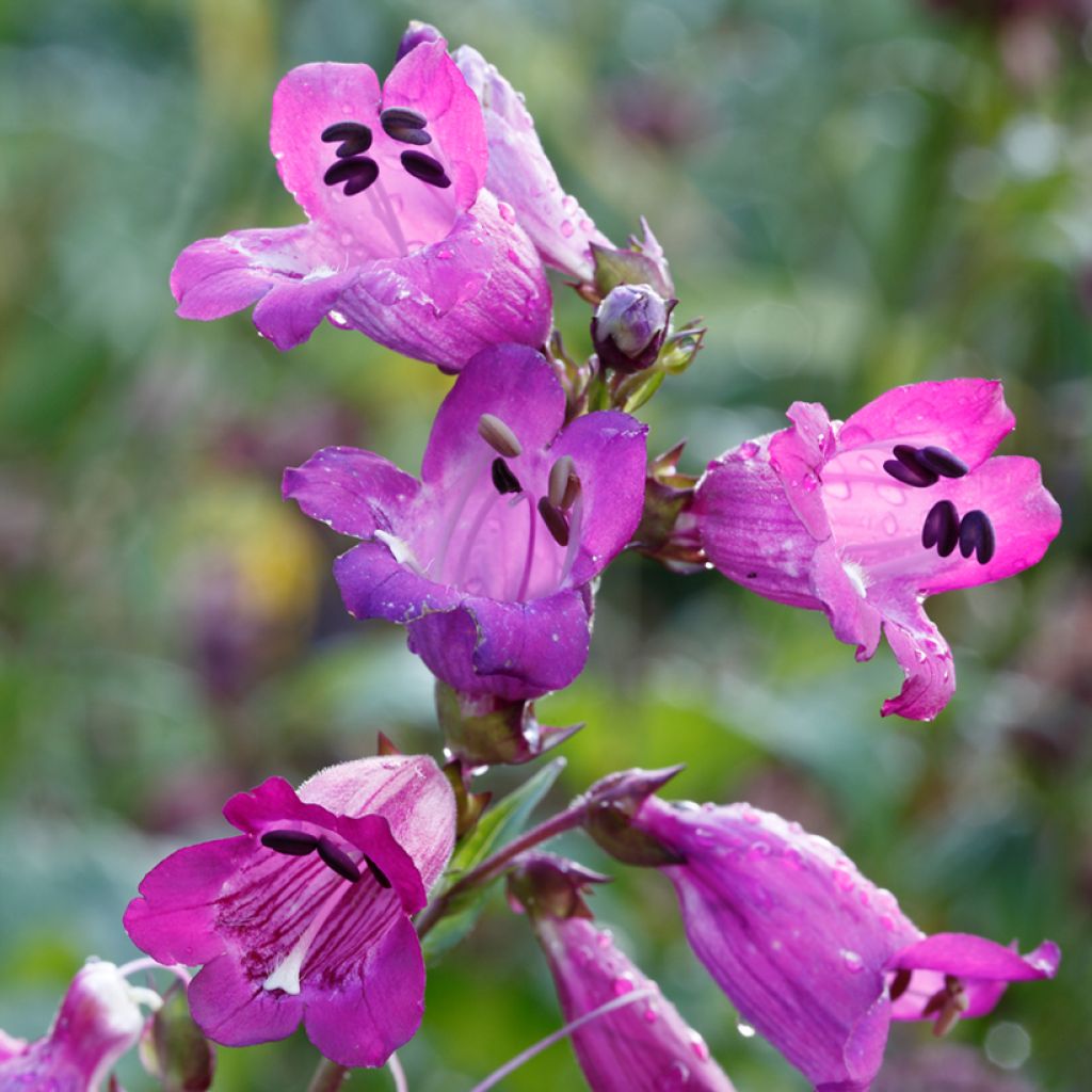 Penstemon x mexicali Sweet Joanne - Galane hybride