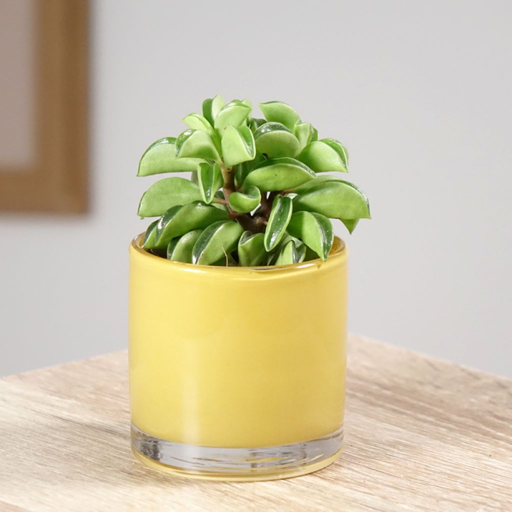 Peperomia dolabriformis Fire Sparks - Prayer pepper