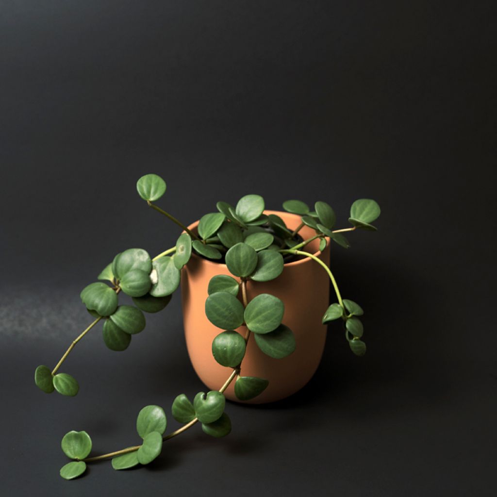 Peperomia deppeana x quadrifolia Hope