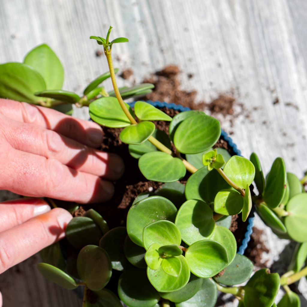 Peperomia deppeana x quadrifolia Hope