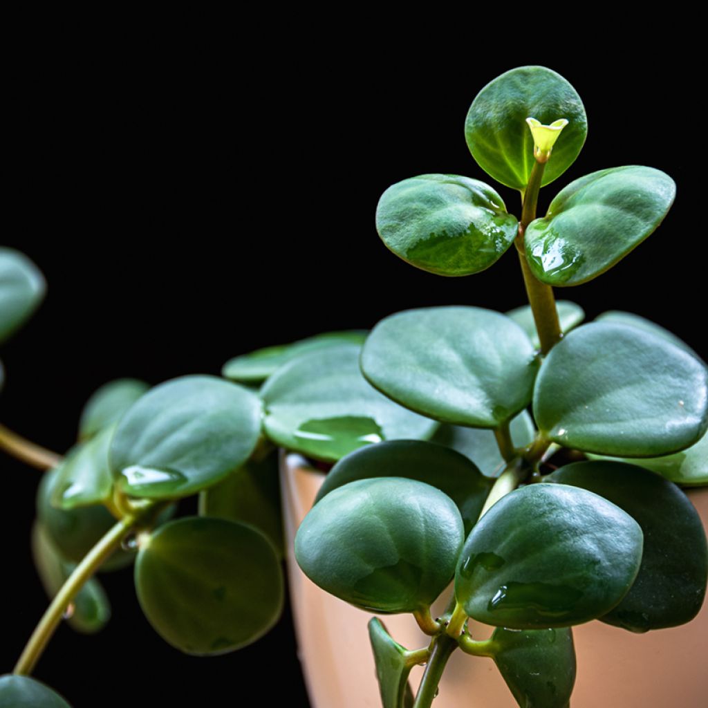 Peperomia deppeana x quadrifolia Hope