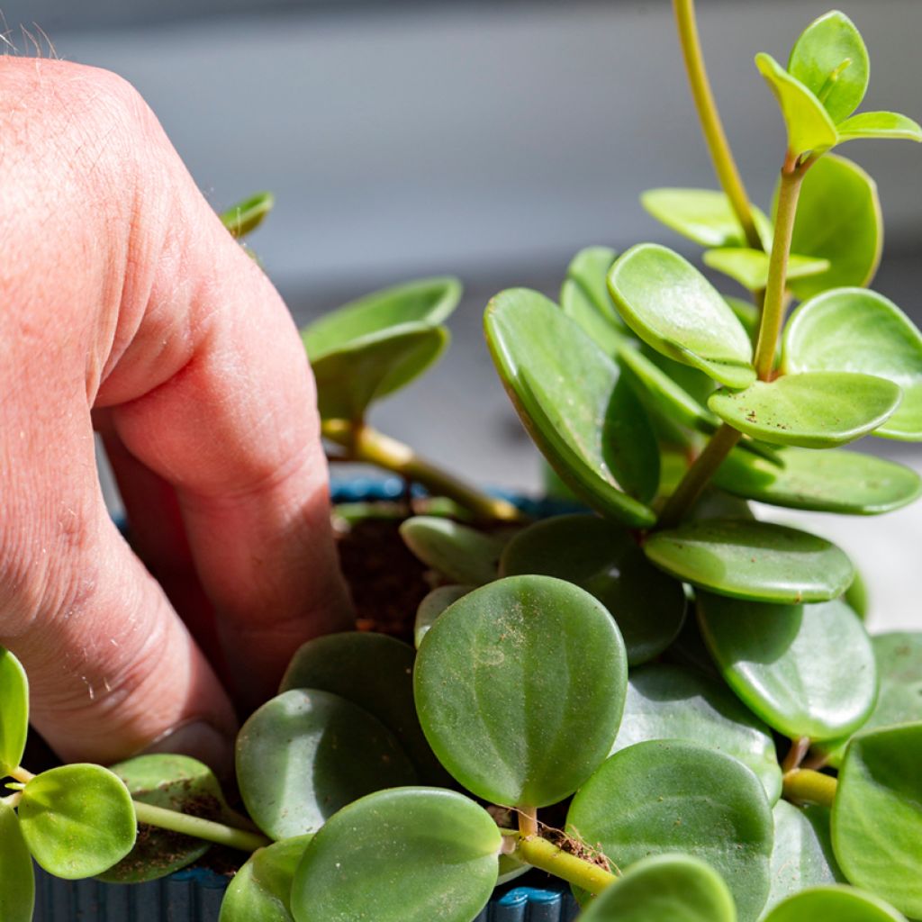 Peperomia deppeana x quadrifolia Hope