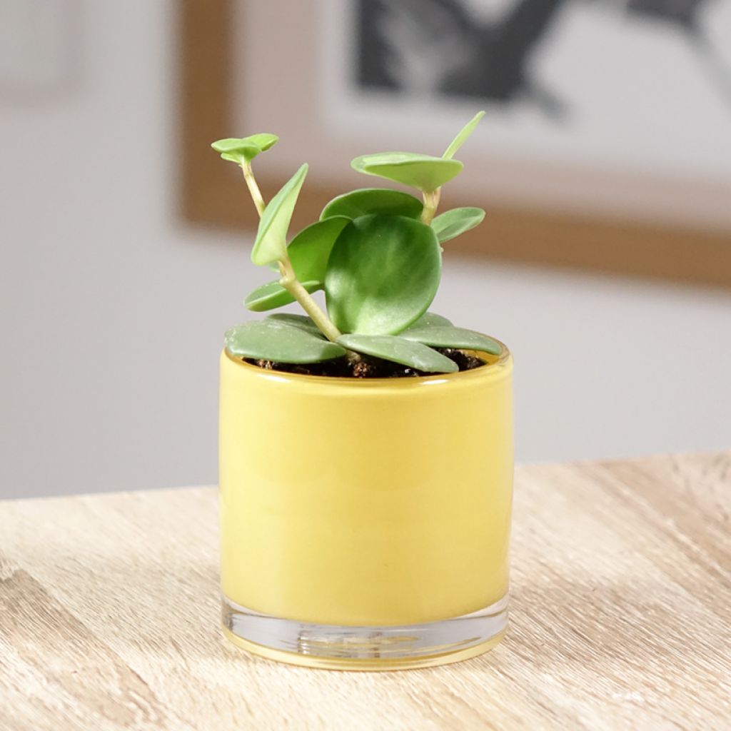 Peperomia deppeana x quadrifolia Hope