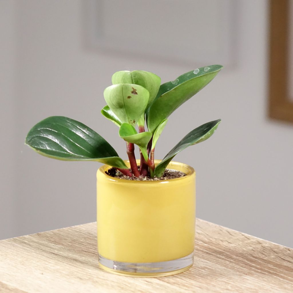 Peperomia obtusifolia Red Canyon® - Pépéromia à feuilles obtuses - Baby Rubber Plant