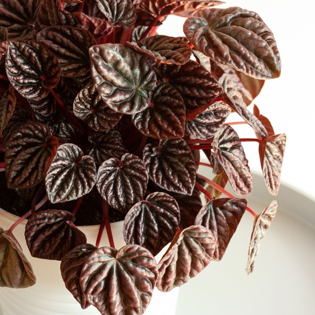 Peperomia caperata Luna - Radiator plant