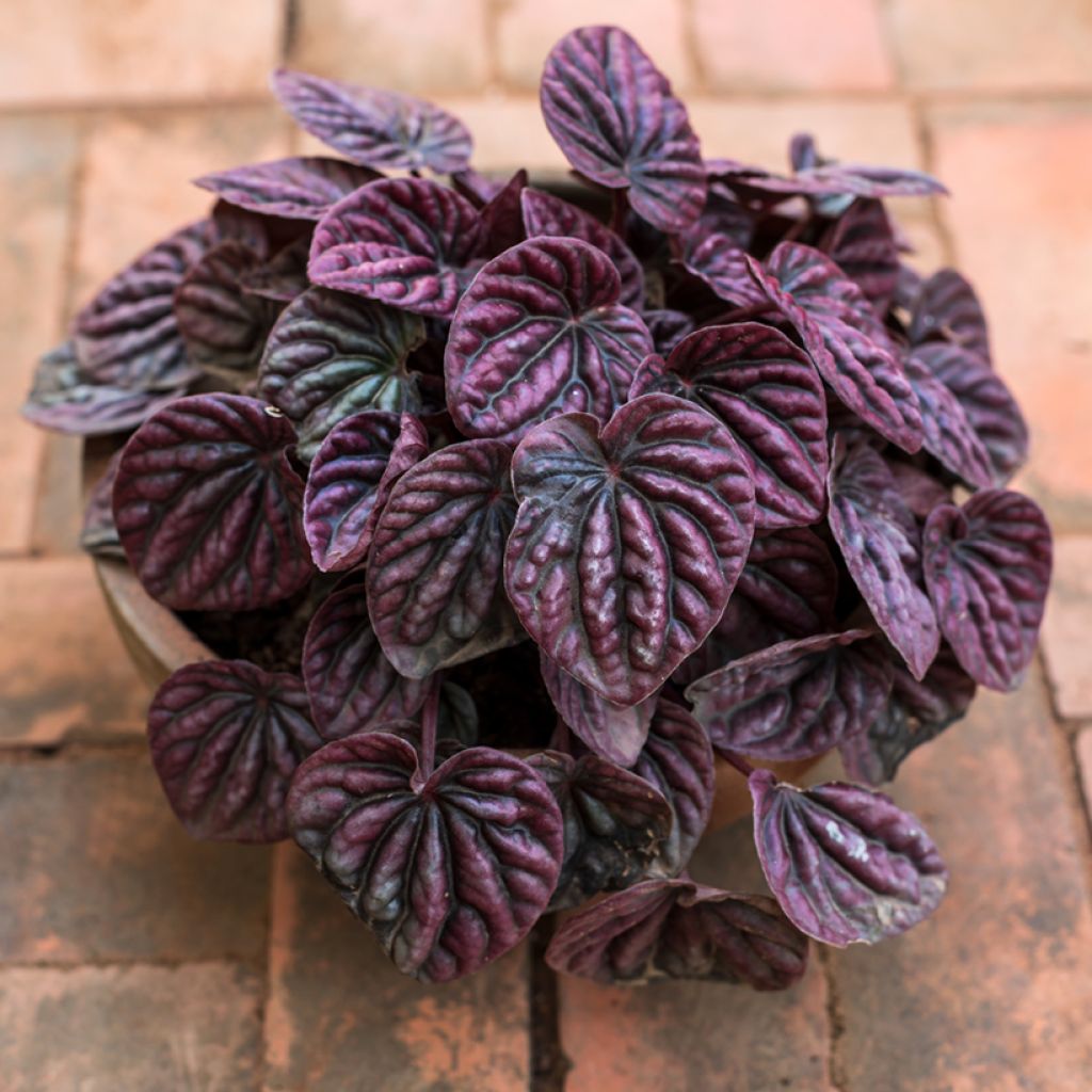 Peperomia caperata Luna - Radiator plant