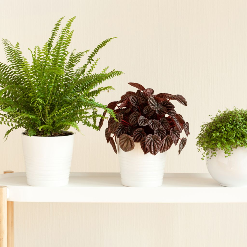 Peperomia caperata Luna - Radiator plant