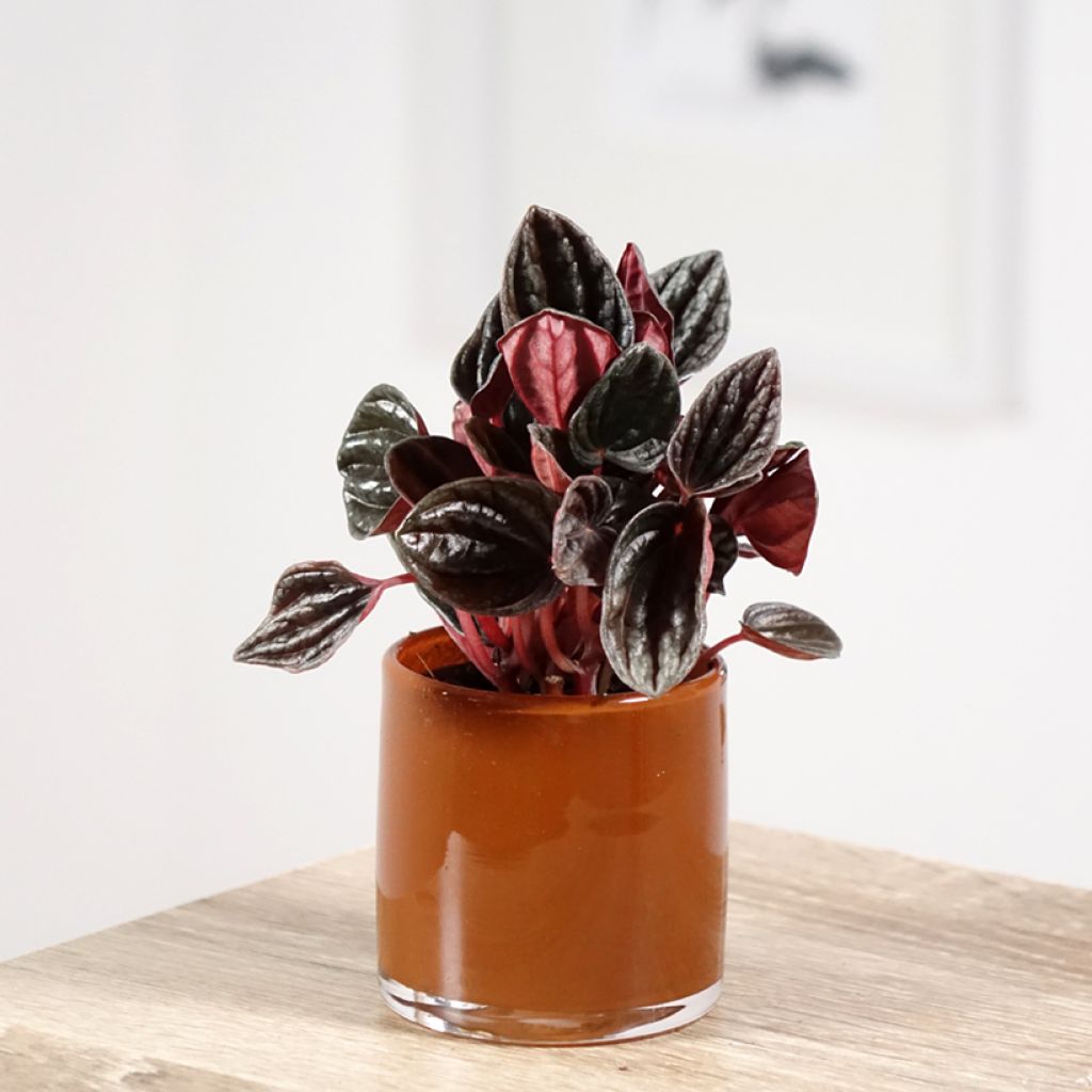 Peperomia caperata Montevideo - Emerald ripple pepper