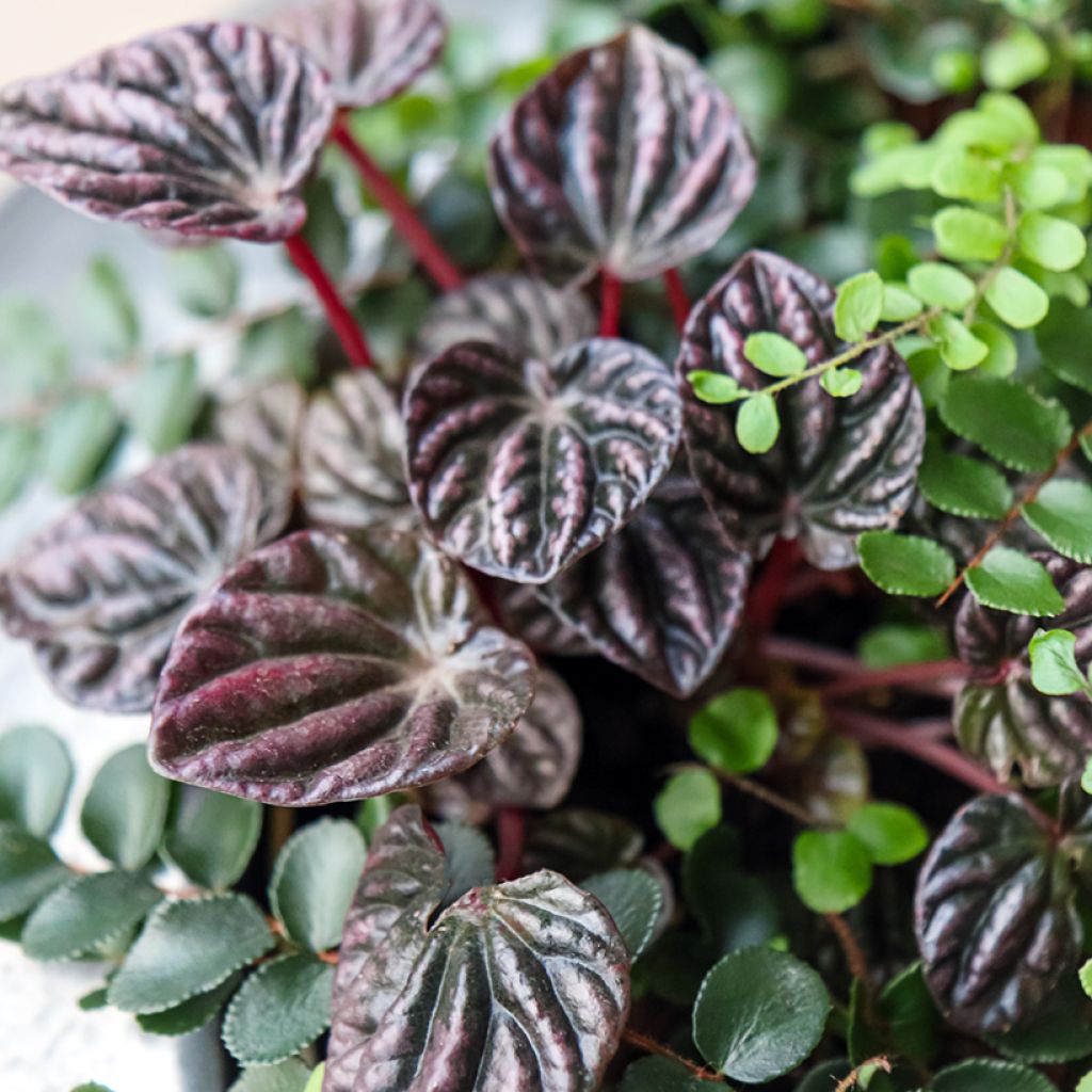 Peperomia caperata Montevideo - Emerald ripple pepper