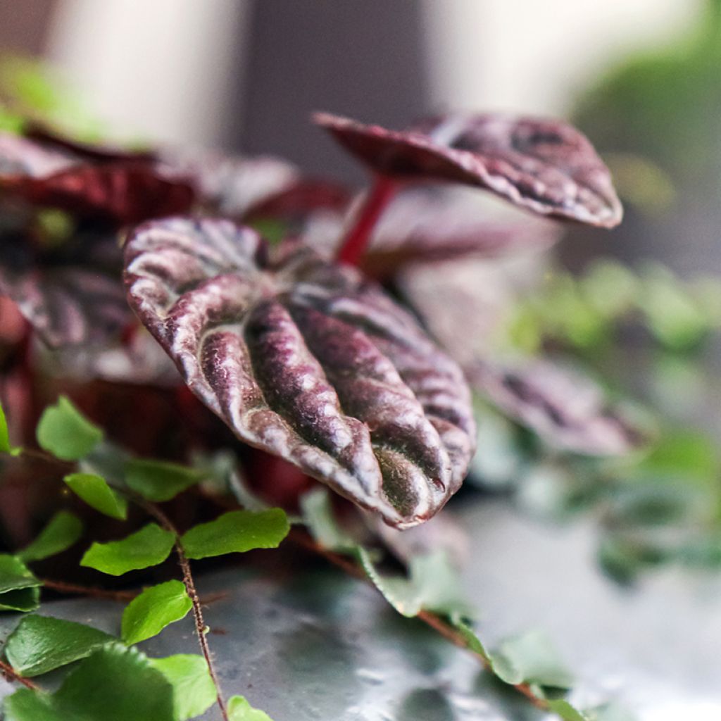 Peperomia caperata Montevideo - Emerald ripple pepper