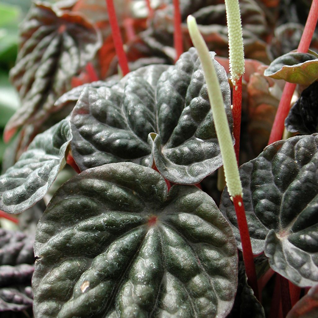 Peperomia caperata Montevideo - Emerald ripple pepper