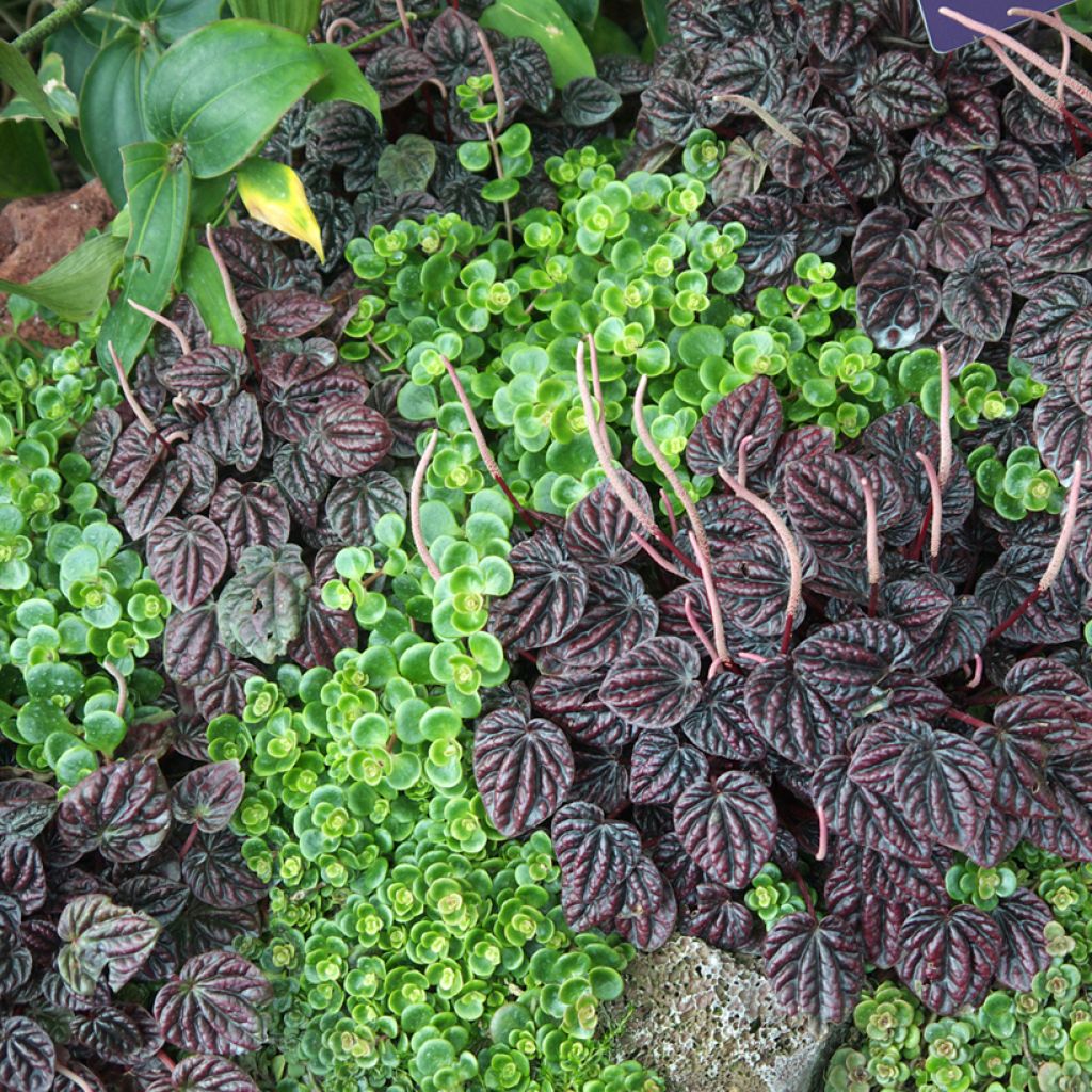 Peperomia caperata Montevideo - Emerald ripple pepper