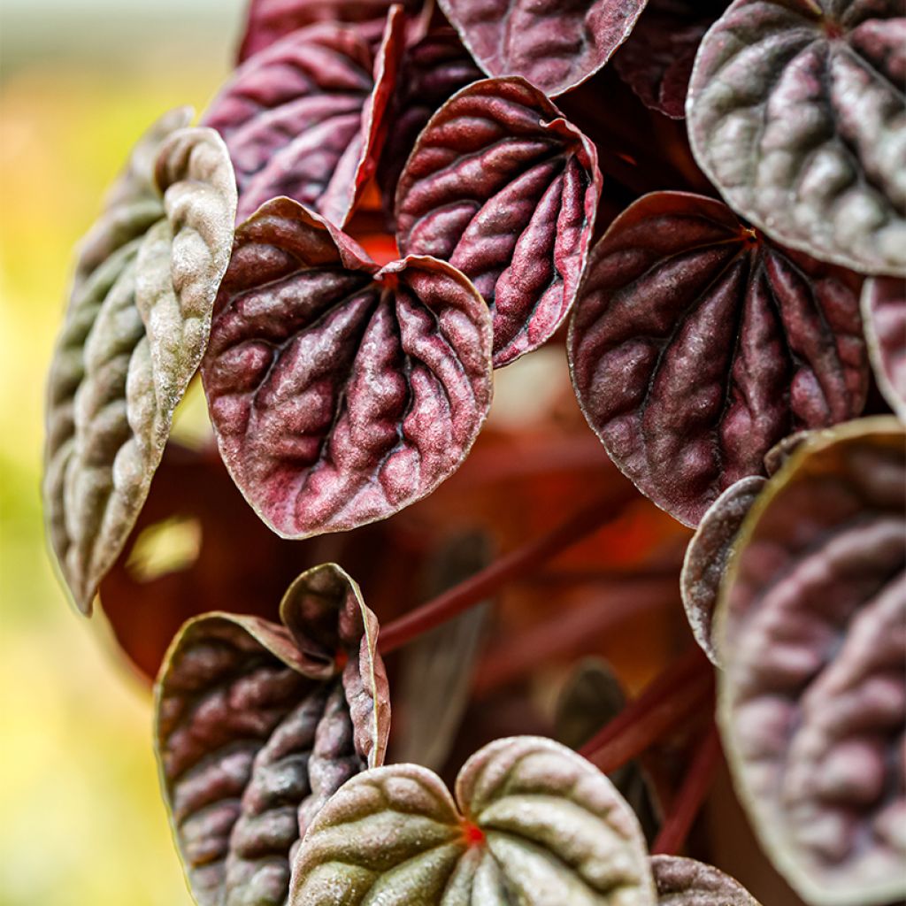 Peperomia caperata Quito - Radiator plant