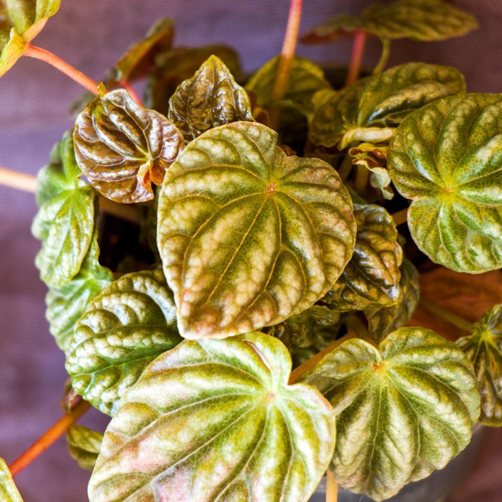 Peperomia caperata Quito - Radiator plant