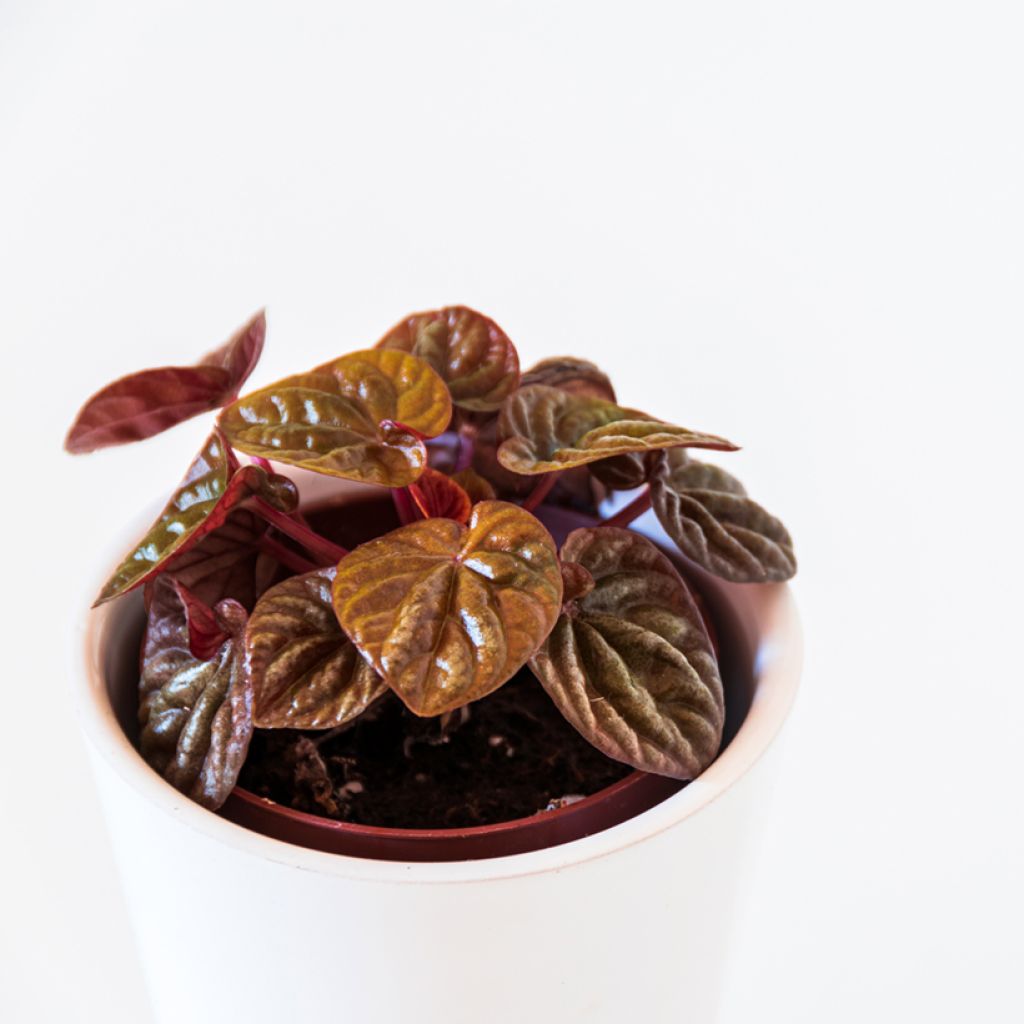 Peperomia caperata Quito - Radiator plant