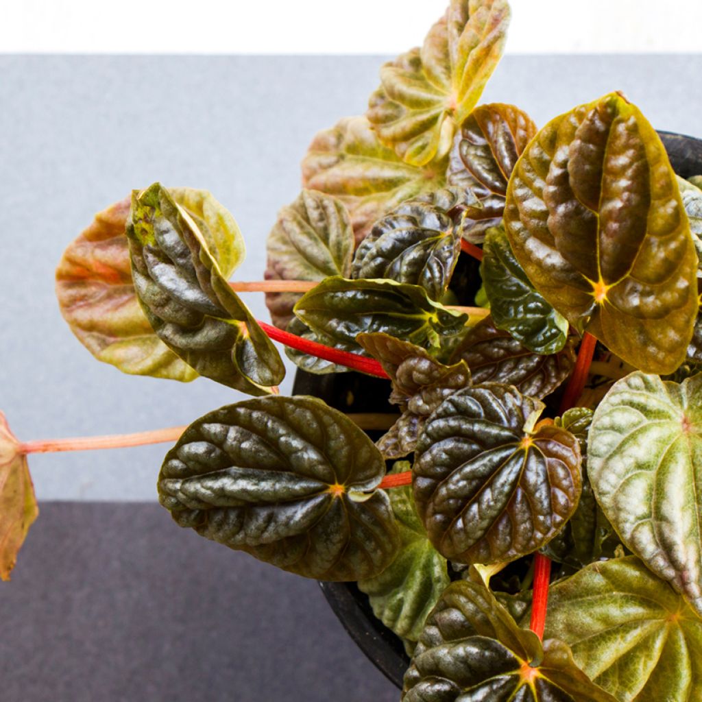 Peperomia caperata Quito - Radiator plant