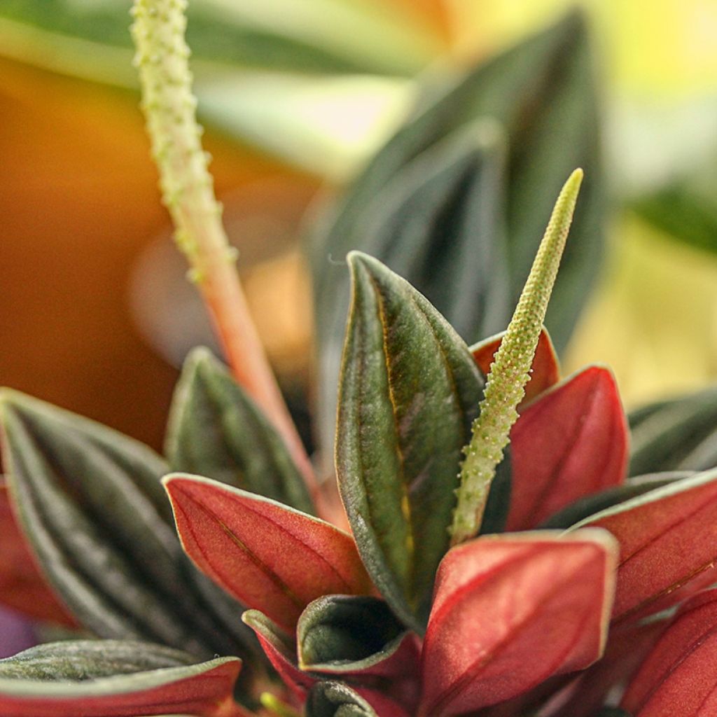 Peperomia caperata Eden Rosso - Radiator plant