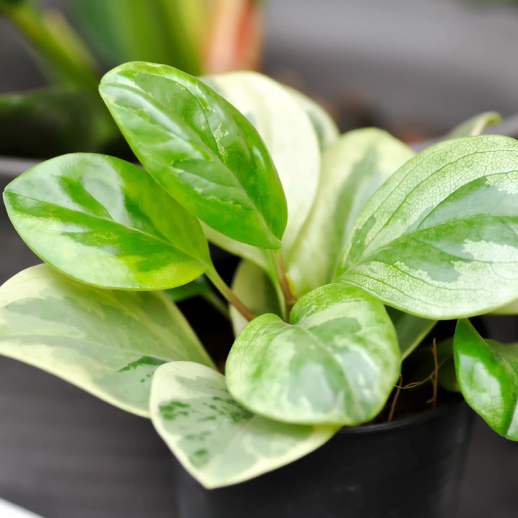 Peperomia obtusifolia Obtipan Bicolor - Baby rubber plant