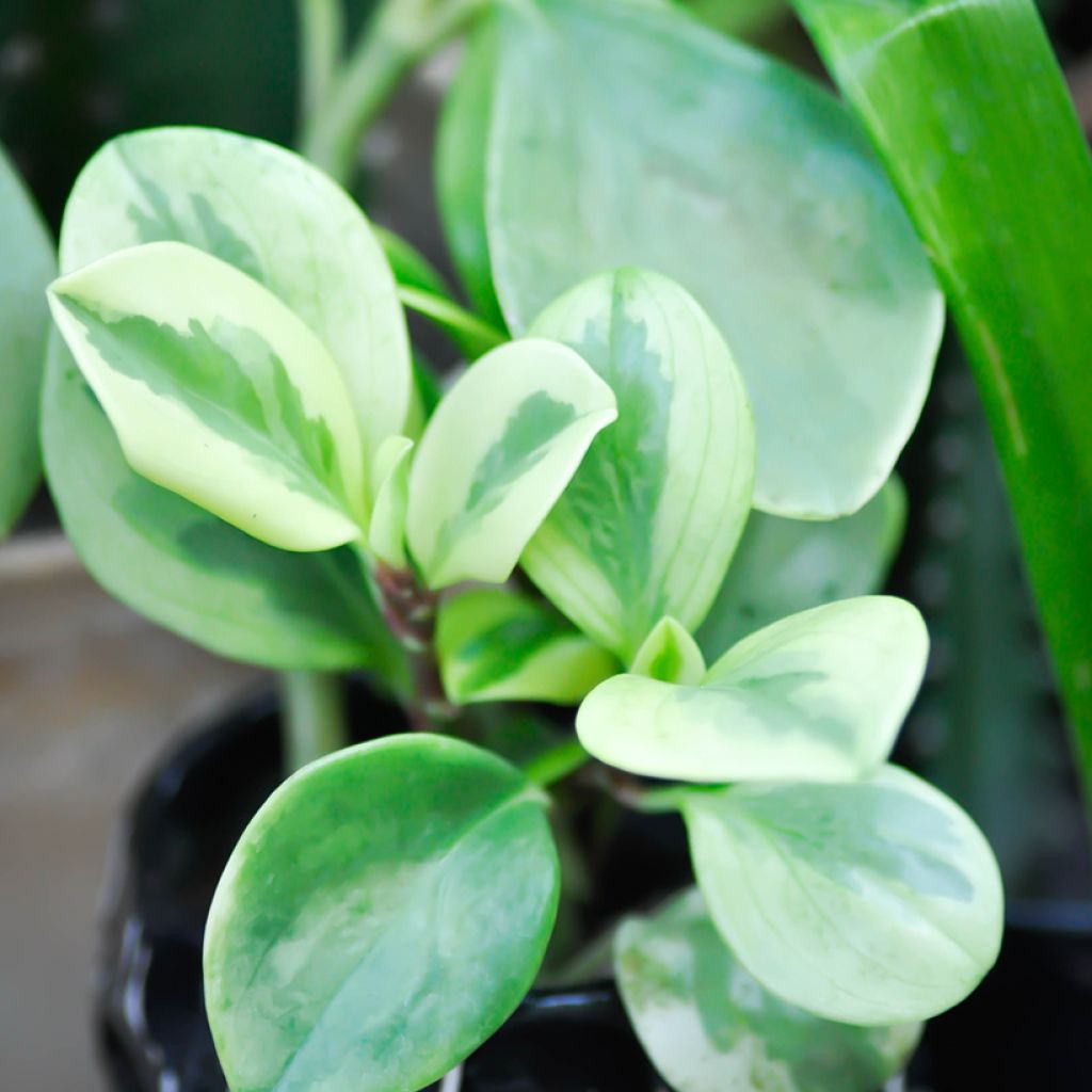 Peperomia obtusifolia Obtipan Bicolor - Baby rubber plant