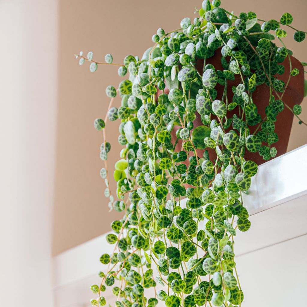 Peperomia prostrata - String of turtles