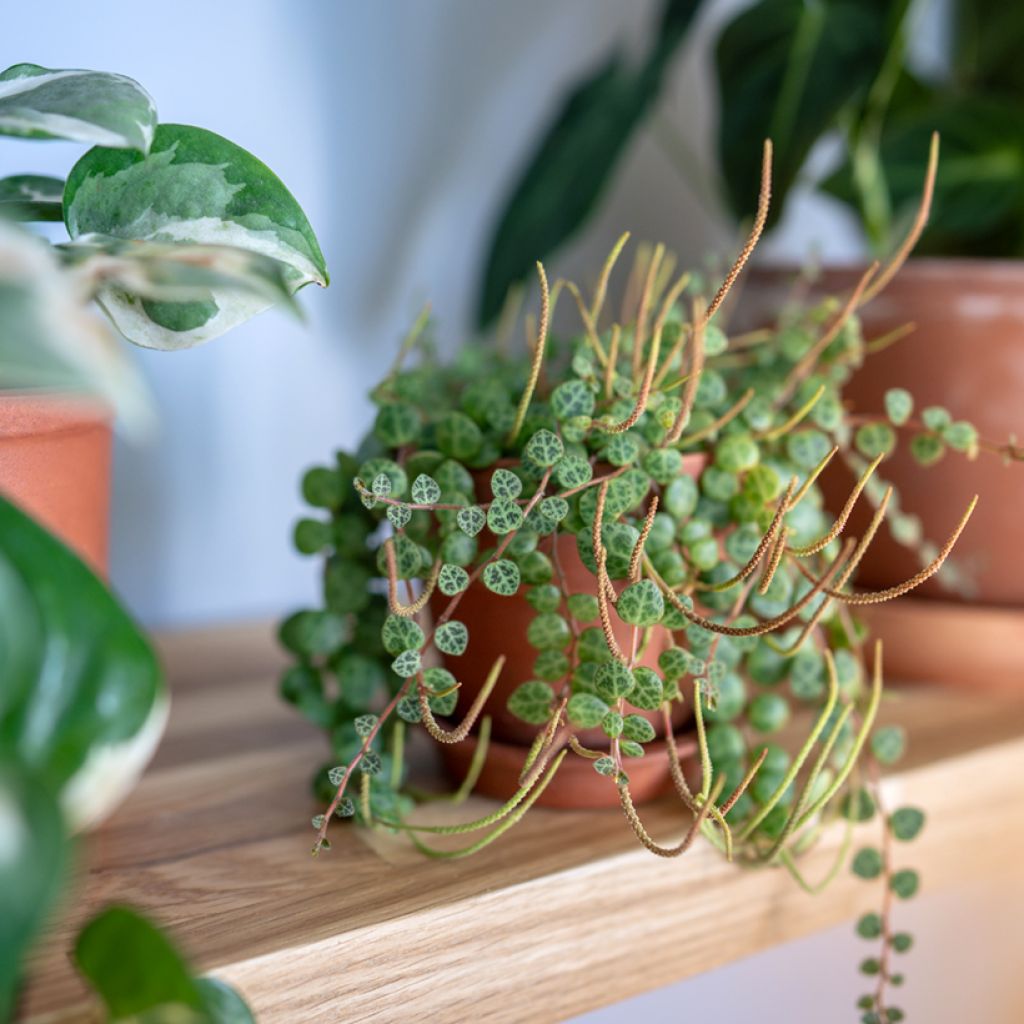 Peperomia prostrata - String of turtles