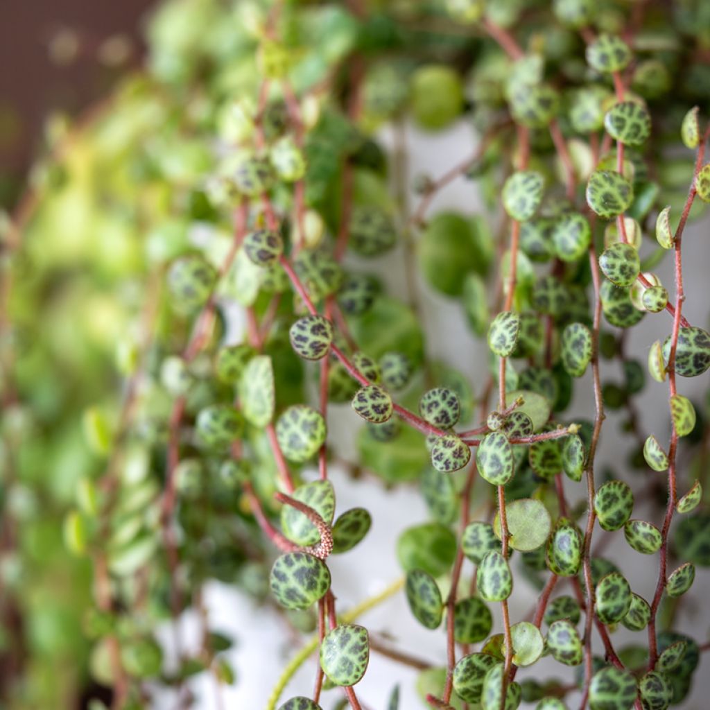 Peperomia prostrata - String of turtles