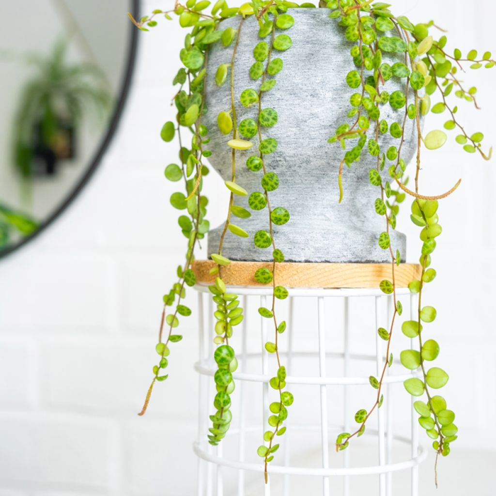 Peperomia prostrata - String of turtles
