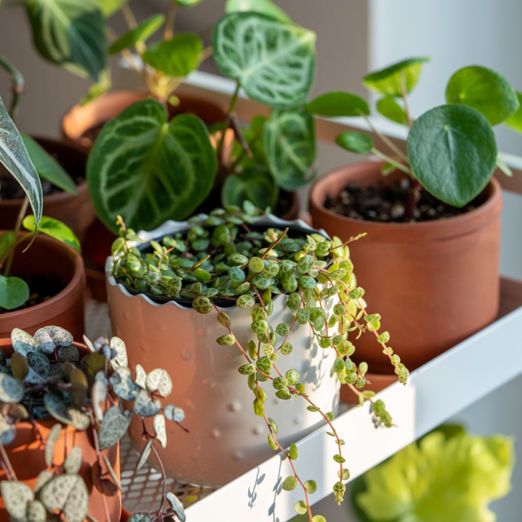 Peperomia prostrata - String of turtles