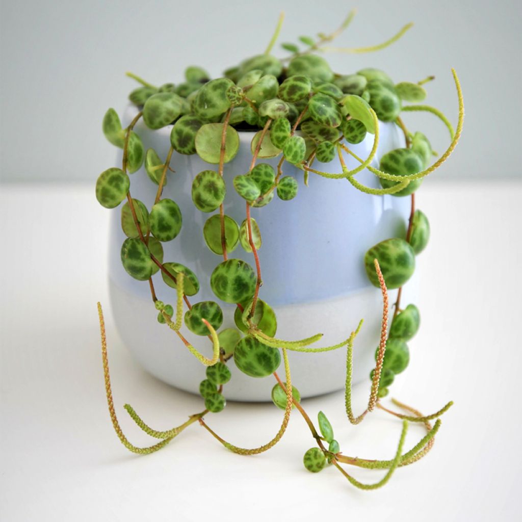 Peperomia prostrata - String of turtles