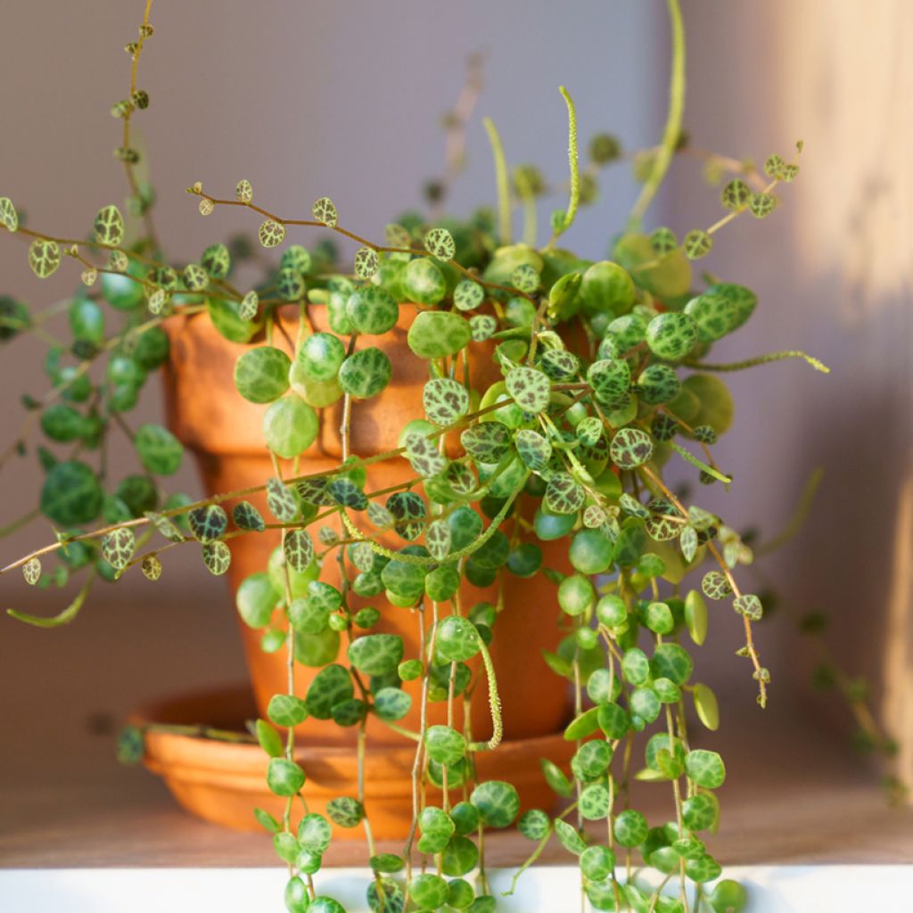 Peperomia prostrata - String of turtles
