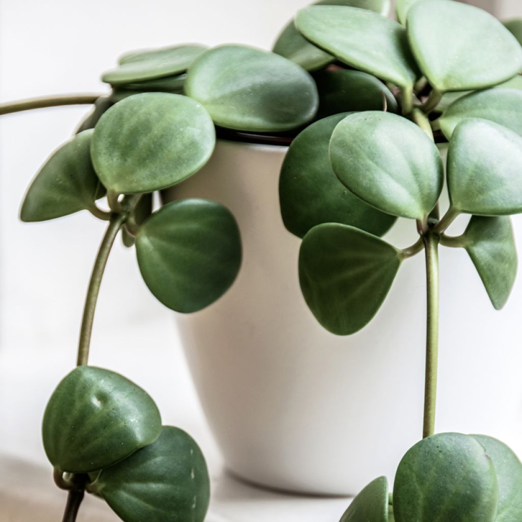Peperomia rotundifolia - Trailing jade