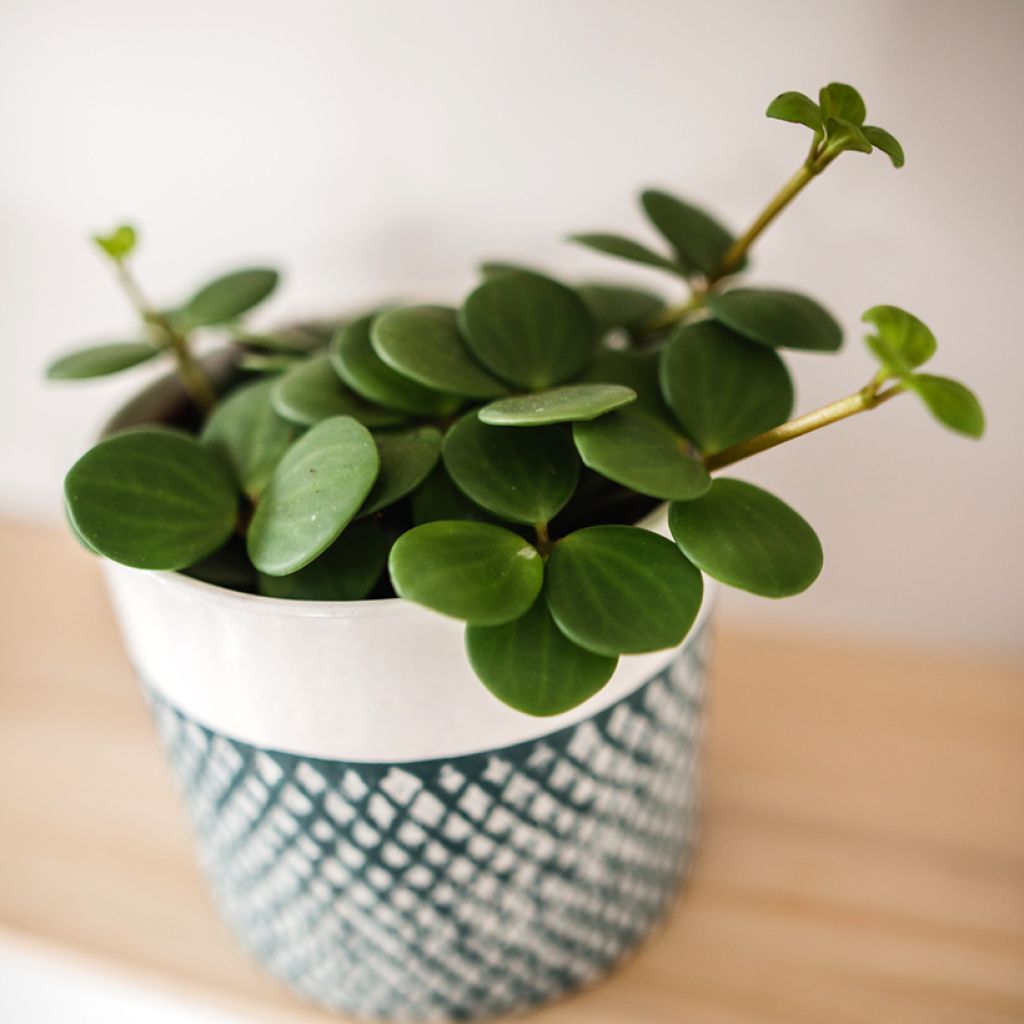 Peperomia rotundifolia - Trailing jade