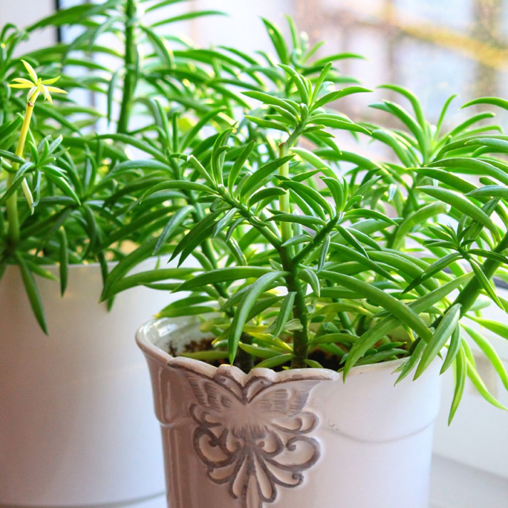 Peperomia ferreyrae Nevada - Happy bean plant