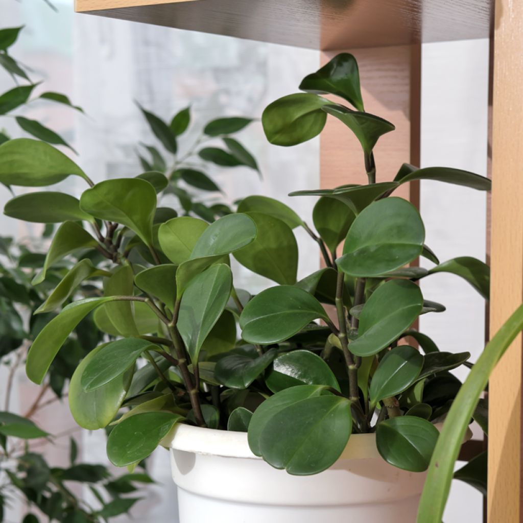 Peperomia obtusifolia Green - Baby rubber plant