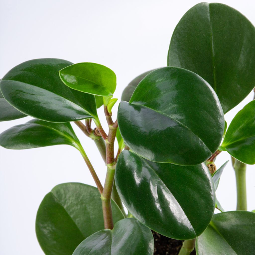 Peperomia obtusifolia Green - Baby rubber plant
