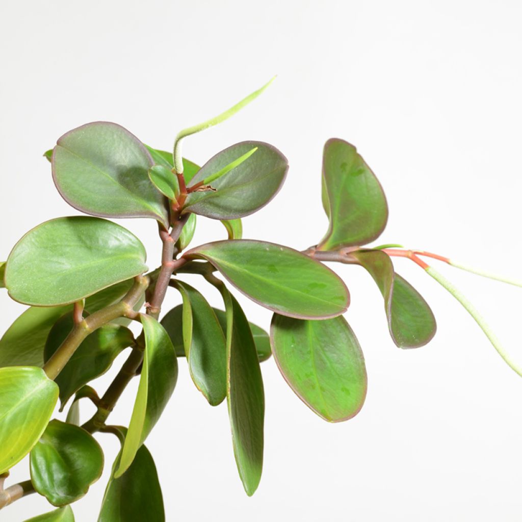 Peperomia obtusifolia Green - Baby rubber plant