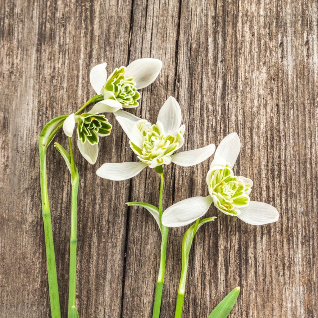 Galanthus Hippolyta - Snowdrop