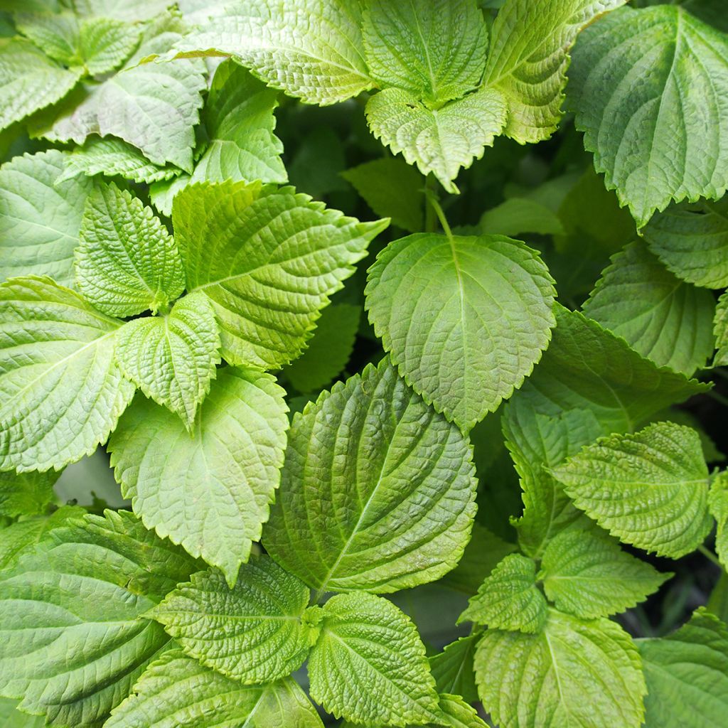 Perilla frutescens vert - Shiso