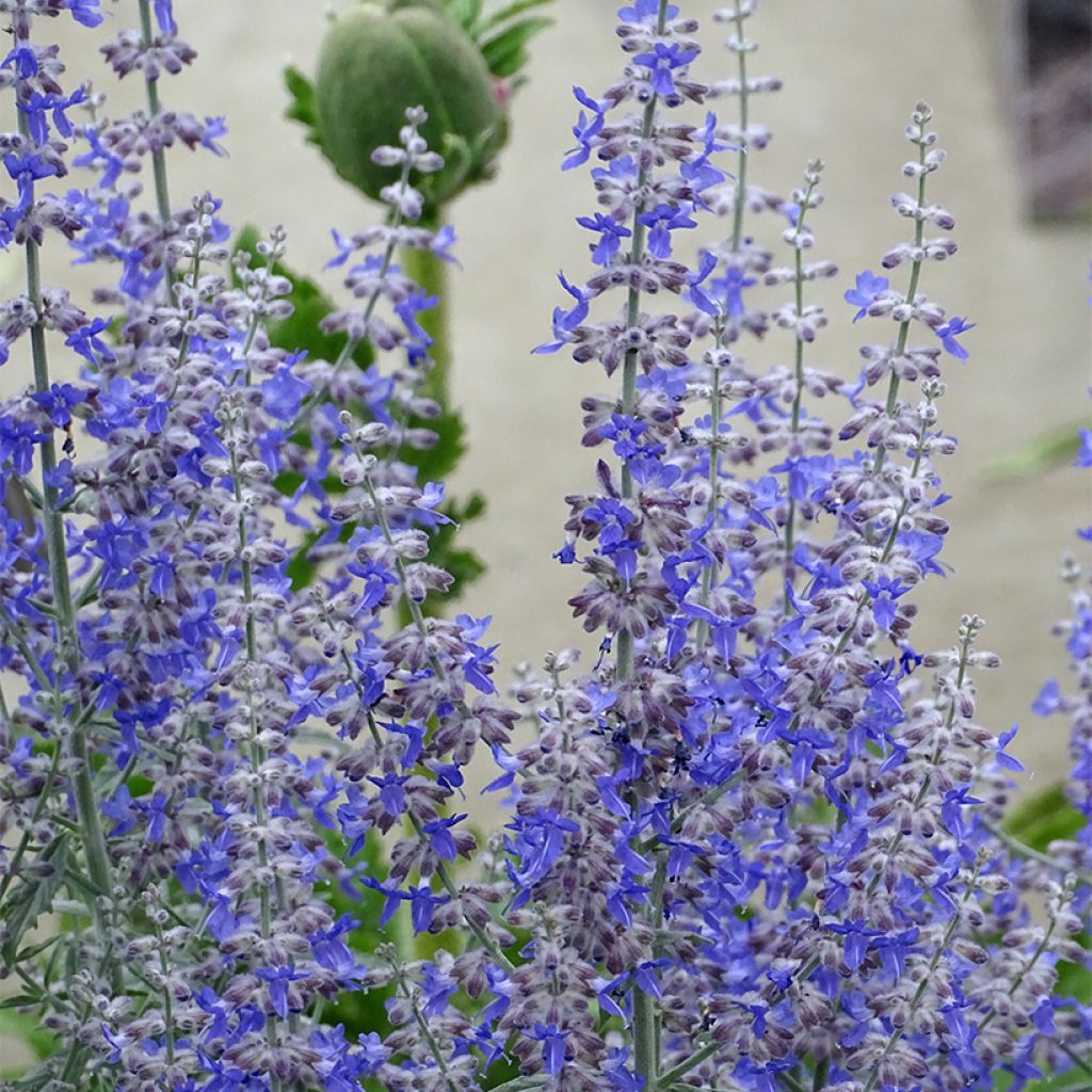 Perovskia atriplicifolia Prime time® - Russian Sage