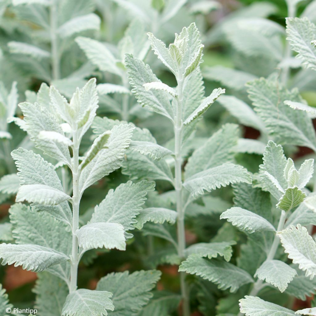 Perovskia  atriplicifolia Silvery Blue - Russian Sage