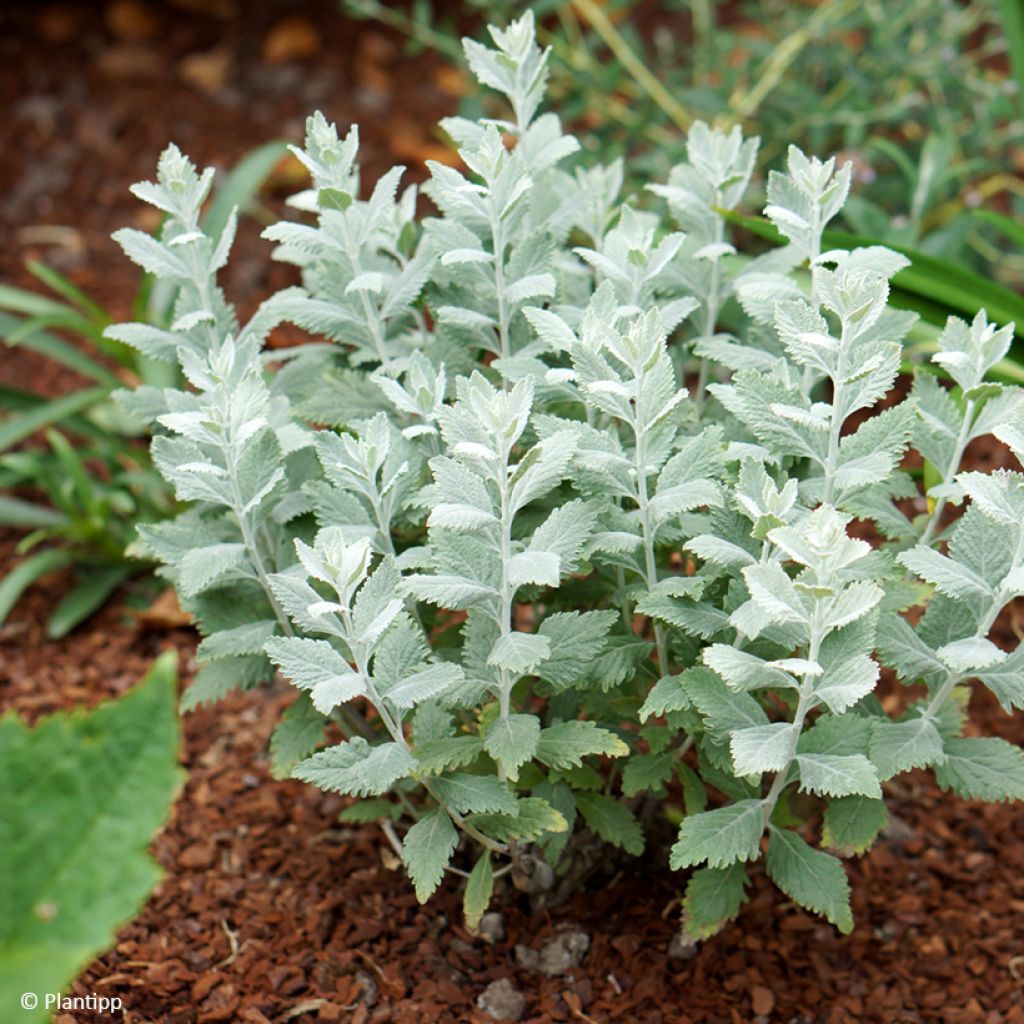 Perovskia  atriplicifolia Silvery Blue - Russian Sage