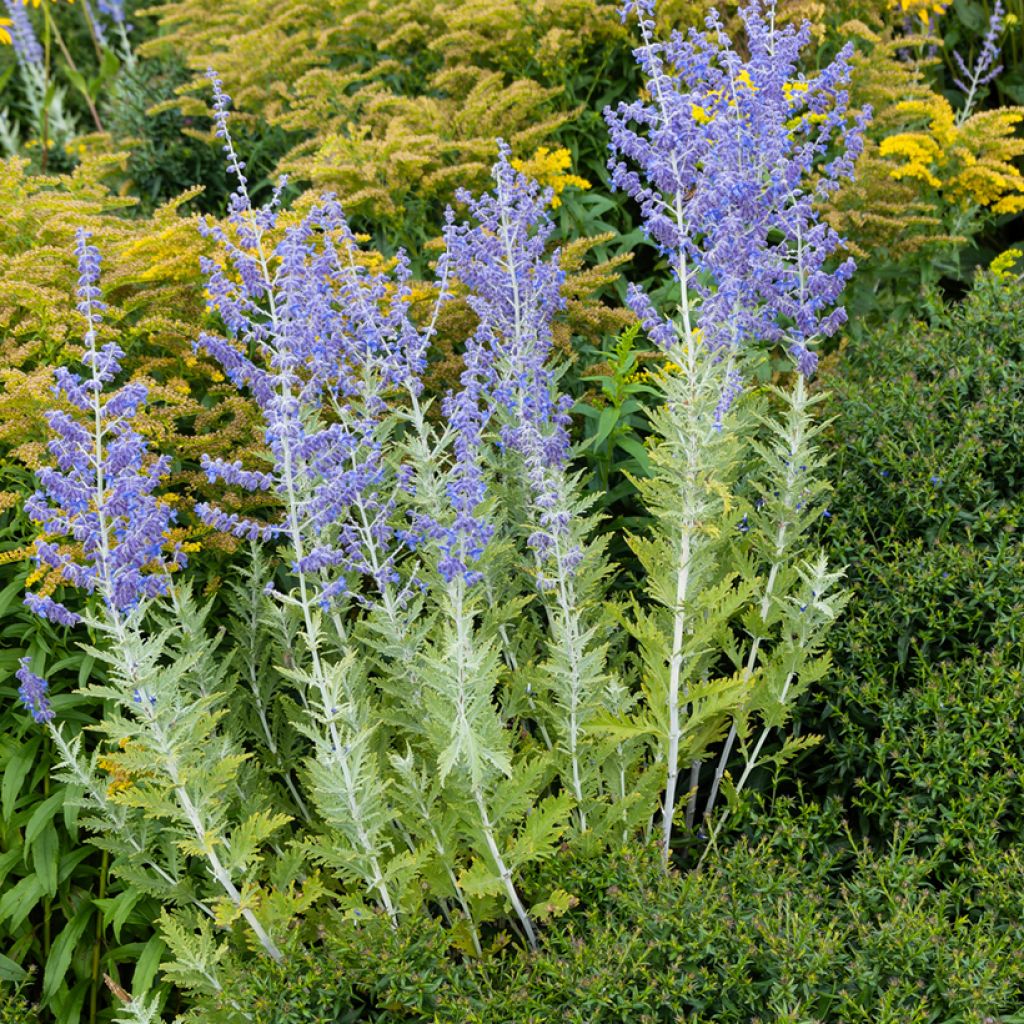 Perovskia atriplicifolia Blue Spire - Russian Sage