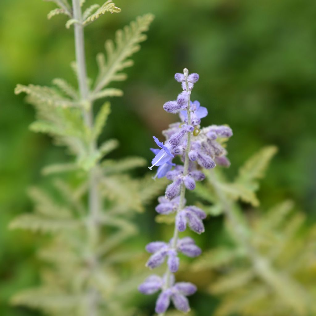 Perovskia atriplicifolia Blue Spire - Russian Sage